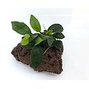 lavasteen met anubia Small