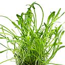 lilaeopsis carolinensis