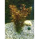 ludwigia arcuata