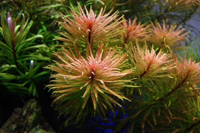 ludwigia inclinata verticallata