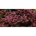 ludwigia super red