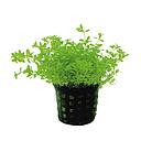 micranthenum micranthemoides