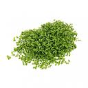 micranthenum monte carlo 7x10cm pad