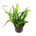 microsorium dwarf motherplant