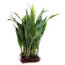 microsorium pteropus motherplant