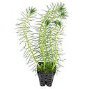 myriophyllum brasiliensis