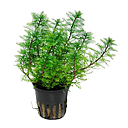 myriophyllum matogrossense green