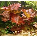 nymphaea rood/rouge pot