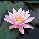 nymphaea roze/rose pot