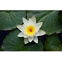 nymphea alba - water lily white