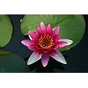 nymphea attraction - water lily red