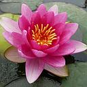 nymphea charles de meurville - water lily pink