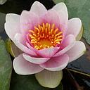 nymphea fabiola - water lily pink
