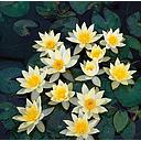 nymphea helvola pygmea - water lily yellow/white dwarf
