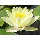 nymphea marliacea chromatella - water lily yellow