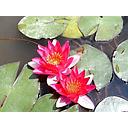 nymphea rubra pygmea- water lily red dwarf