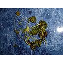 nymphoides aquatica (banana plant)