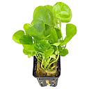 nymphoides species taiwan