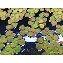 phyllanthus fluitans - roodwortel