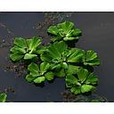 pistia stratiotes - watersla