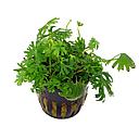 ranunculus inundatus