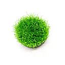 riccia fluitans