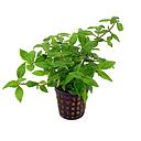 staurogyne porto vehlo