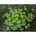 trapa natans (waternoot) floating