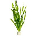 vallisneria asiatica