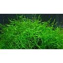 vesicularia in cup 50ml