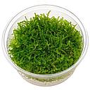 vesicularia montagnei (Christmas moss) in cup 50ml