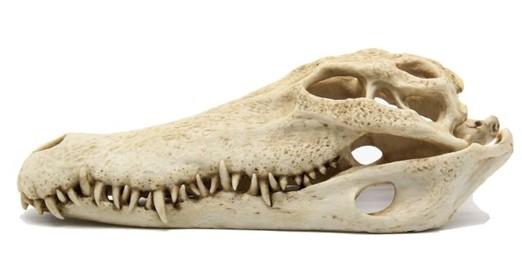 aqua deco crocodile skull 28x13x10cm