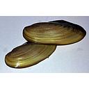 pilsbryoconcha exilis, golden mussel 3-5cm