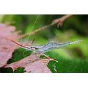 pinokio shrimp - caridina longirostris 1.5cm