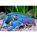procambarus alleni - lobster florida blue 3-4cm (body)