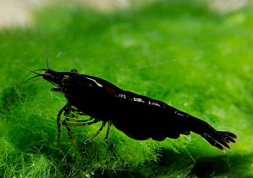 shrimp black king kong - neocaridina 1.5cm