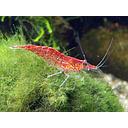 shrimp cherry - neocaridina 1.5-1.8cm