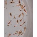 shrimp fancy tiger - caridina 1.5-1.8cm