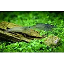 shrimp japonica amano - caridina multidentata 2.5cm