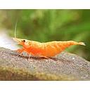 shrimp orange sakura - neocaridina 1.5-1.8cm