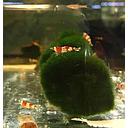 shrimp red crystal - caridina 1.5-1.8cm b-grade