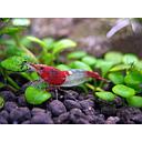 shrimp red rili- neocaridina 1.5cm