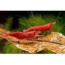 shrimp red sakura - neocaridina 1.5-1.8cm