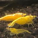 shrimp yellow golden top - neocaridina 1.5cm