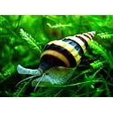 snail anentome helena (cannibal snail) 1.5cm (shell)