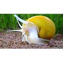 snail yellow 1-1.2cm