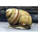 viviparus viviparus - swamp snail brown 2.5cm