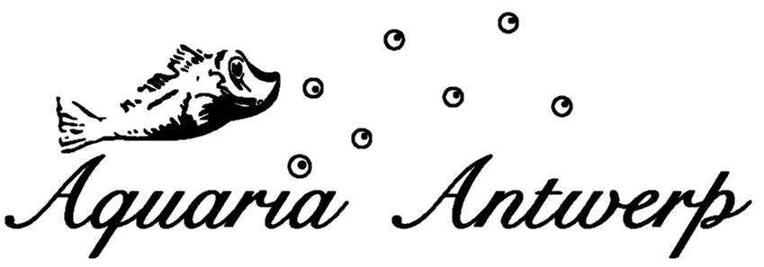 My Website